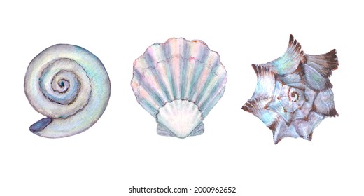 57,167 Seashell wallpaper Images, Stock Photos & Vectors | Shutterstock