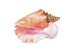 Seashell, Shellfish, Shell Watercolor Illustration 