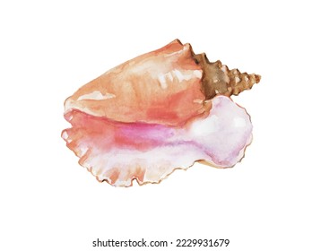 Seashell, shellfish, shell watercolor illustration 