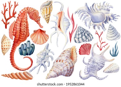 Seashells, seahorse, coral on an isolated white background, watercolor illustration Marine life. 