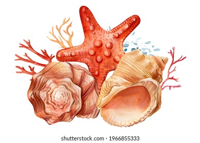 Seashells and starfish on an isolated white background. Watercolor illustration, Marine design, postcards. High quality illustration