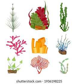 Seaweed. Underwater Ocean Or Sea Plants Marine Botanical Wildlife Cartoon Set