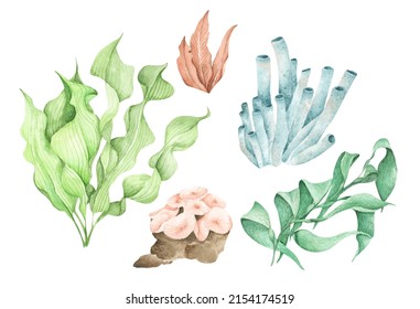 Seaweeds. Underwater Ocean Plants, Sea Coral Elements. Isolated On White Background. Watercolor Illustration.