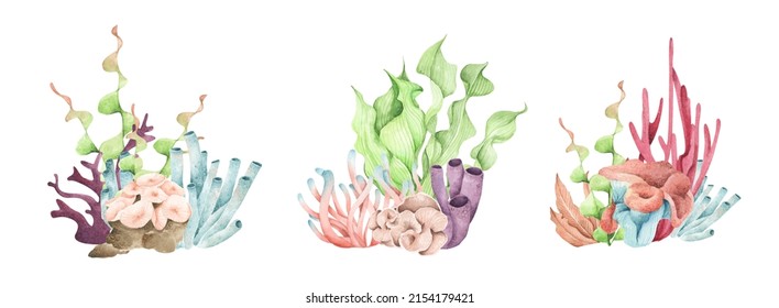 Seaweeds. Underwater Ocean Plants, Sea Coral Elements. Isolated On White Background. Watercolor Illustration.