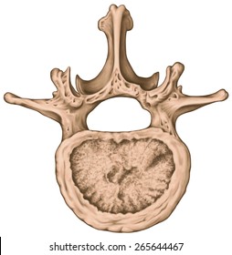 Second Lumbar Vertebra, Lumbar Spine, Vertebral Bones, Vertebra, Trunk Wall, Anatomy Of Human Skeletal System, Human Bony System, Motion Segment