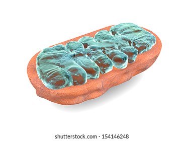 Section Mitochondria, Cell. Section Of A Mitochondria Seen From The Microscope