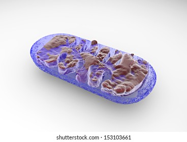 Section Of A Mitochondria Seen From The Microscope. Cell