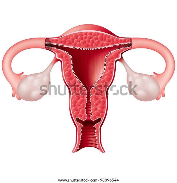 Section View Female Reproductive System Rasterized Stock Illustration