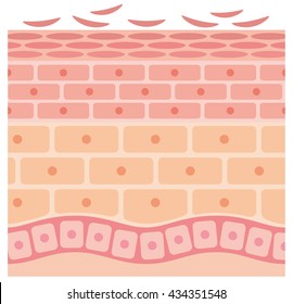 Sectional View Of Epithelium And Skin Cells