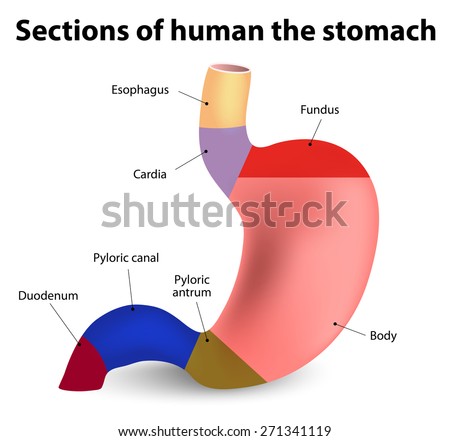 Sections Human Stomach Stockillustration 271341119 – Shutterstock