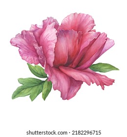 Semi-double Pink Peony Flower With Leaves (Paeonia Suffruticosa, Purple Paeonia). Watercolor Hand Drawn Painting Illustration, Isolated On White Background.