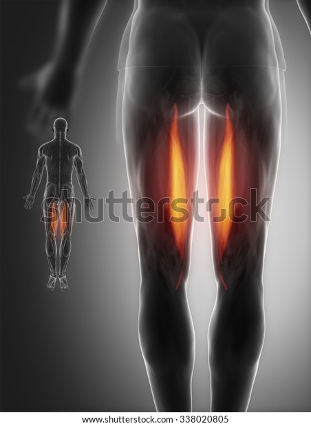 Semitendinosus Stock Illustration 338020805 Shutterstock 8699