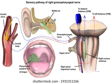 The Sensory Distribution Of Human's Ninth Cranial Nerve.