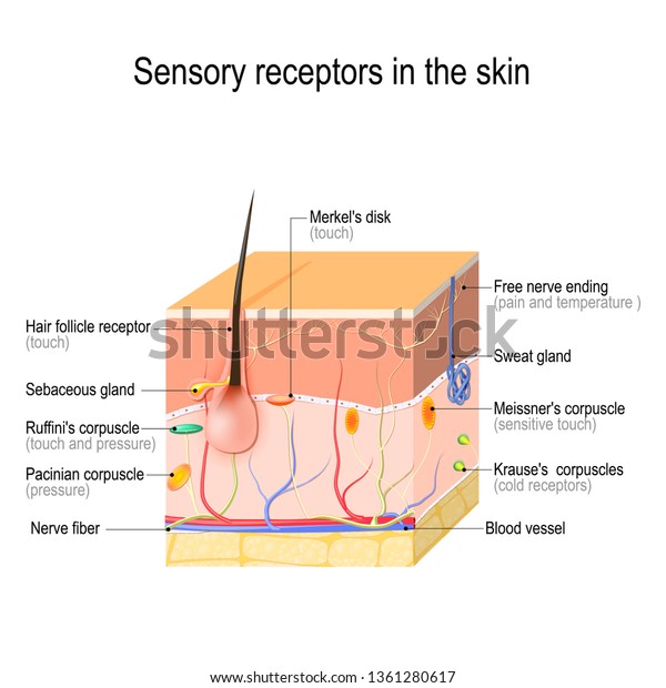皮膚の感覚受容体 圧力 振動 温度 痛み かゆみは 特殊な受容器や神経を介して伝達される 生物学 科学 医学用のイラスト のイラスト素材