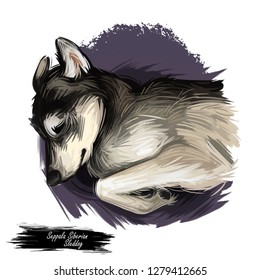 Seppala Siberian Sleddog Sleeping Dog Digital Art. Watercolor Portrait Of Purebred Domestic Animal Laying, Isolated Hand Drawn Doggy With Small Ears Siberia Breed Of Puppys Furry Muzzle Clip Art.