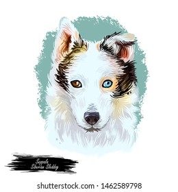 Seppala Siberian Sleddog Sleeping Dog Digital Art. Watercolor Portrait Of Purebred Domestic Animal Laying, Isolated Hand Drawn Doggy With Small Ears Siberia Breed Of Puppys Furry Muzzle Clip Art.