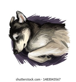 Seppala Siberian Sleddog Sleeping Dog Digital Art. Watercolor Portrait Of Purebred Domestic Animal Laying, Isolated Hand Drawn Doggy With Small Ears Siberia Breed Of Puppys Furry Muzzle Clip Art.