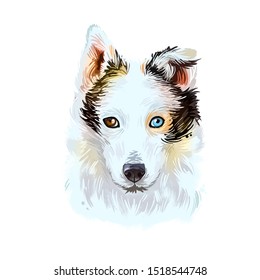 Seppala Siberian Sleddog Sleeping Dog Digital Art. Watercolor Portrait Of Purebred Domestic Animal Laying, Isolated Hand Drawn Doggy With Small Ears Siberia Breed Of Puppys Furry Muzzle Clip Art.