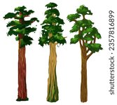 Sequoia sempervirens, Hyperion tree, coastal redwood giant tree, environment elements