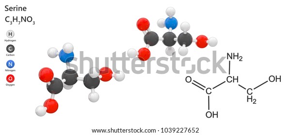 セリン 分子式 C3h7no3 はヒトにおける非必須アミノ酸である 体内で合成される 白い背景に 3dイラスト のイラスト素材 1039227652