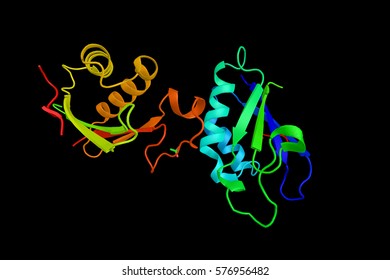 Serine/threonine-protein Kinase WNK4, With A Primary Role In Renal Physiology As A Molecular Switch Between Volume Retention And Potassium Wasting. 3d Rendering.