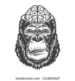 Serious gorilla in monochrome style with brain. . illustration