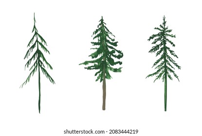 Set Of 3 Pine Trees Isolated On A White Background. Watercolor Evergreen Plants. Scotch Fir Illustration. Christmas Tree Clipart. Landscape Scene Objects. Hand-drawn Green Pine Tree Illustration.