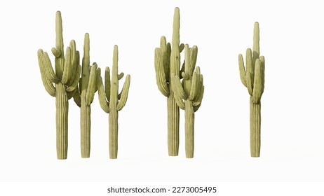 Set of 3D view cactus Isolated on white background ,Use for visualization in graphic design, 3D rendering 	