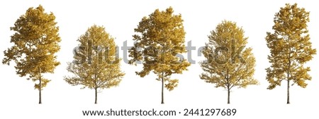 Similar – Image, Stock Photo Sycamore tree with maple seeds