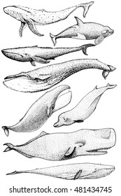 Set of 8 Whales from the world / include Finback, Humpback, Blue, Sperm, Bowhead, Killer, Northern Bottlenose. Raster Hand made illustration isolated on white
