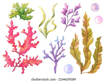 Set of algae, underwater plants in red, purple and green, hand-drawn watercolor illustration. Isolated on white background for your design.