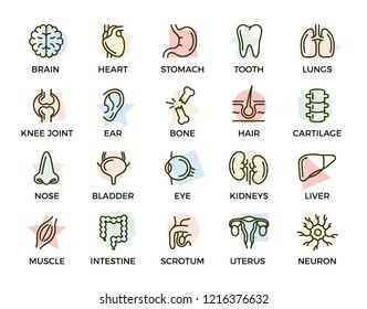 Anatomy Human Body Organs Biology Minimal Stock Vector (Royalty Free ...