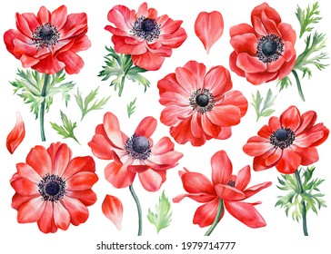 Set anemones flowers. Botanical watercolor floral illustration for design - Powered by Shutterstock