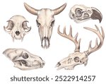 Set of animal skulls. Watercolor hand-drawn illustration of a bull, cow, wolf, cat, deer, eagle skull. Clipart on a white background on the theme of hunting, animal husbandry, anatomy, mysticism