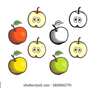 Set apples  Red  yellow   green apples  Black   white   colored images  Whole fruits   cross sections  Retro style illustration