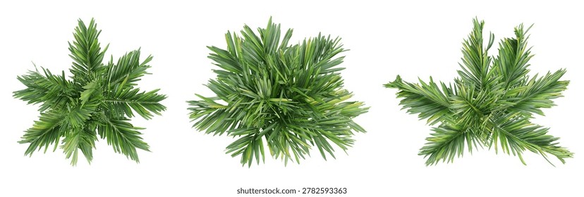 Set of areca catechu palm trees on top view isolated white backg