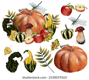 set Autumn composition of pumpkin with mushrooms, apples, autumn leaves and dragonfly, watercolor illustration On a white background. Autumn harvest, decor for Halloween, orange classic pumpkin.  - Powered by Shutterstock