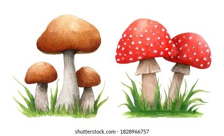 Set autumn compositions and forest mushrooms in the grass  Boletus   amanita isolated white background  Watercolor illustration  Perfect for greeting cards  covers  prints  logo  patterns 