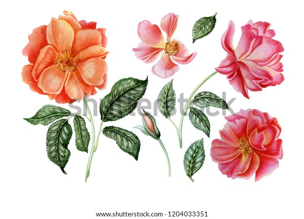 秋の庭のバラをセット 植物イラスト 手描きの花 水の色 白い背景に のイラスト素材