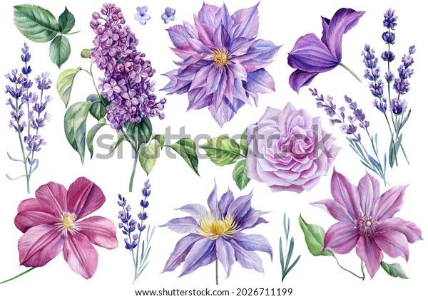 Set of beautiful flowers on isolated white background, watercolor illustration, clematis, rose, lavender and lilac