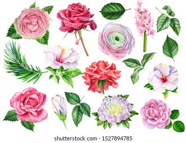 1,295 Watercolour ranunculus Images, Stock Photos & Vectors | Shutterstock