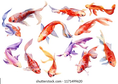 Royalty Free Koi Stock Images Photos Vectors Shutterstock