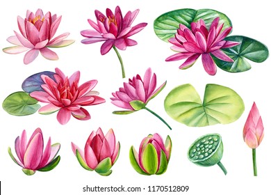 set of beautiful pink lotuses, watercolor flowers on white background, hand drawing, botanical illustration
