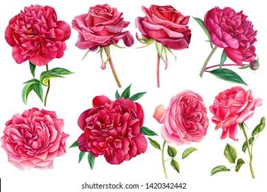 set of beautiful watercolor flowers, peonies and roses on an isolated white background, botanical illustration, painting
