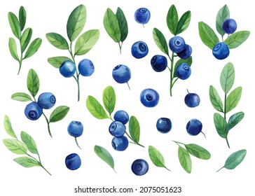 Set of berries, leaves, branches. Blueberries, isolated white background. Watercolor elements for your design