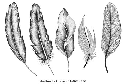 A set bird feathers
