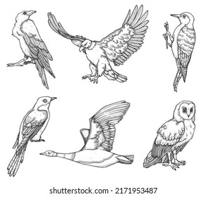 2,181 Goose tattoo Images, Stock Photos & Vectors | Shutterstock