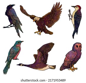 Set of birds illustrations. Cuckoo, woodpecker, crow, eagle, owl, duck, goose, raven. Boho and vintage collection. Colored. Isolated on white 