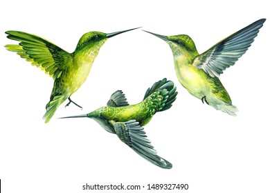 set of birds on an isolated white background, watercolor illustration, hand drawing, cute hummingbird, beautiful exotic tropical birds