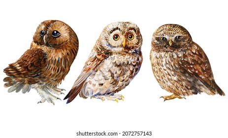 Set of birds owl on an isolated background, wildlife watercolor hand drawing, forest bird